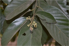 Cryptocarya amygdalina